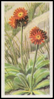 64BBWF3 30 Orange Hawkweed.jpg